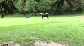 Footage shows father and son hiding from a runaway bull after it charged onto a golf course