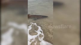 Photographer gets within touching distance of endangered shark on the hunt