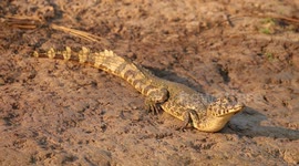 Spectacled caiman basking on a riverbank during sunrise