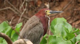 A rufescent tiger heron sitting on riverbank