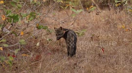 A crabeating fox in the woods in the Brazilian Pantanal