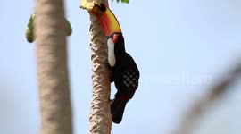 Toco toucan eating a fruit while swinging in a tree in the Brazilian Pantanal