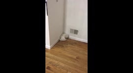 3 months old Maltese VS door stopper