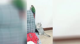 Cat pretends to be doing something else when caught sneaking up on parrot