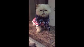Patriotic Cat