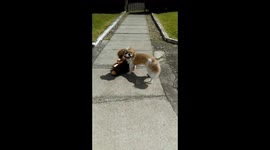 Gizmo the Shih Tzu, 7 months old,  first summer cut