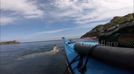 Playful and inquisitve seal having it's underside scratched by a kayaker.