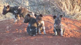 African Wild Dogs with Puppies