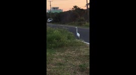 Great white heron hunting