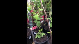 In the hardware shop buying small flower pots