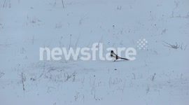 HUNGRY MAGPIE IN SNOW