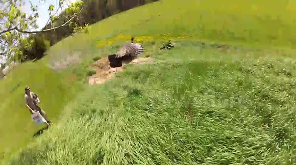 Sneaky wild turkey scares the heck out of me