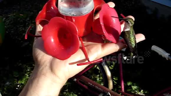 Wild hummingbirds landing on my hand for some sugar water