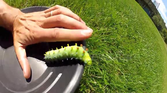 WHAT IS THIS HUGE caterpillar I found on my lawn. 