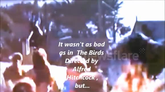 Blackbird attacks people