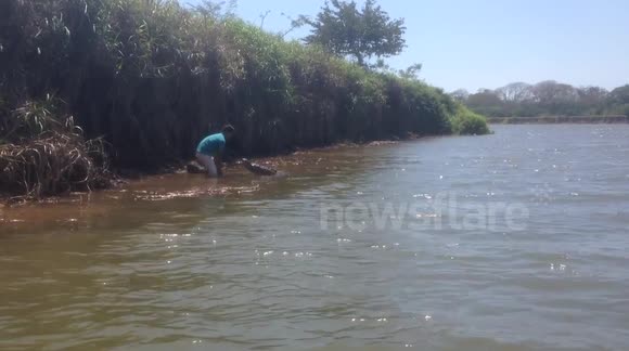 Man Kisses Huge Crocodile Amazing!!