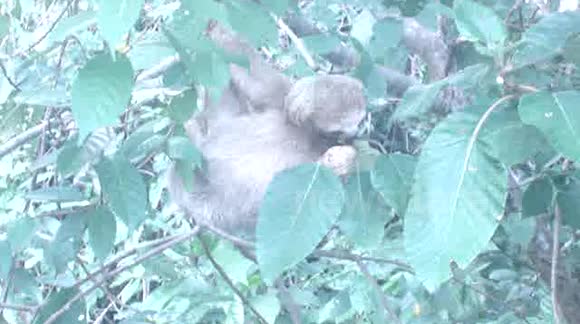 Cute Sloth in Costa Rica National Park