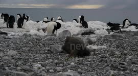 Penguin Chick - having a bad day