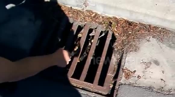 New Zealand Missionaries Helping Baby Ducklings out of a storm drain.