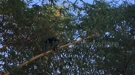White face monkey climbs trees and eats mangos in Costa Rica