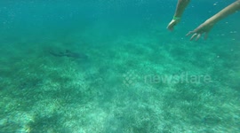 Woman Swimming with Nurse Sharks in Belize