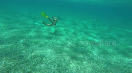 Woman Swimming with Nurse Sharks in Belize
