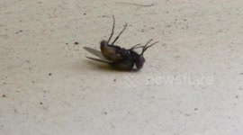 Fly playing dead