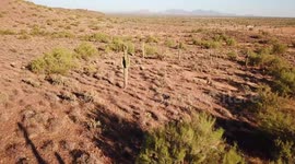 Saguaro Cacti in Scottsdale, Arizona