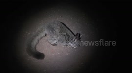 Cute! A Greater Galago or Thick-tailed Bushbaby on the ground at night