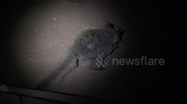 Poor thing! A Greater Galago or Thick-tailed Bushbaby with spider web and trash stuck to its face