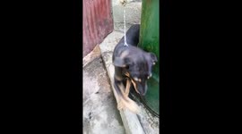 Playful Dog in the House