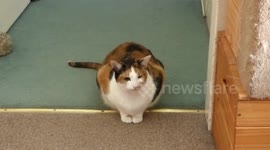 Trying to have a chat with a cat.