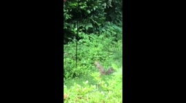 Greased Up The Bird Feeder so the squirrels couldn't get to the bird food anymore!