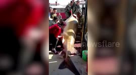 Chinese fishermen net giant endangered kaluga sturgeon