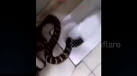 成都  恐怖！坐便器口突然爬出一条一米长大蛇