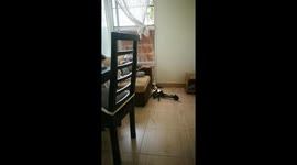 Water Monitor invaded my house