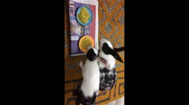 Maggi eating rabbit 2