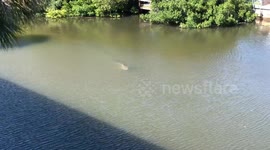 Shark swimming through Tampa Bay