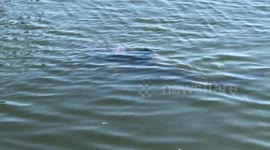 Close up injured shark