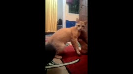 Funny expression cat dont like feet wear socks