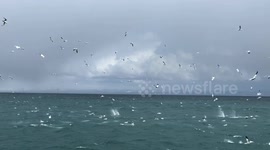 Northern gannets plunge into Icelandic waters during feeding frenzy