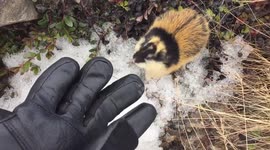 Angry lemming screams at man in Russian Arctic