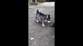 Adorable husky puppy born with three legs is now bounding along