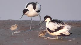   Rare cute baby Avocet chick takes a tumble
