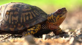 World Turtle Day Star - Box Turtle