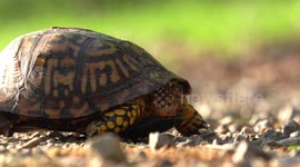 World Turtle Day - Box Turtle Star