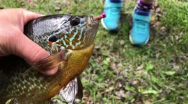 Dad fishing with daughter catches spawning sunfish