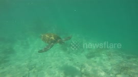 Turtle in the Galapagos