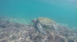 Happy World Turtle Day