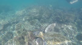 Turtle coming up for air